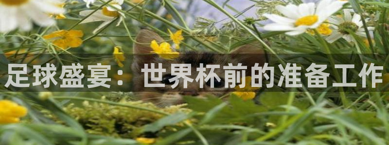 世界杯 直播：足球盛宴：世界杯前的准备工作